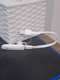 אוזנייה MIRACASE
