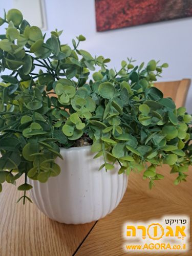 עציץ נוי