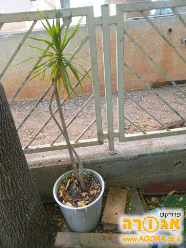 עציץ