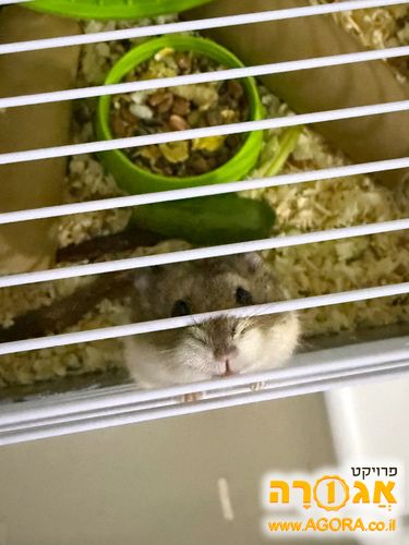 אוגרות סיביריות