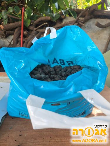 פקאנים שלמים מהעונה הקודמת