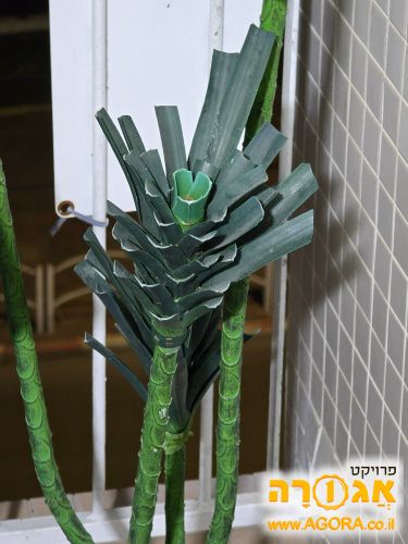 עציץ