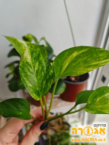 פוטוס