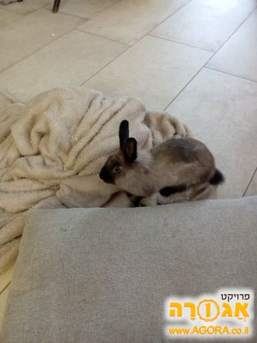 ארנב וכלוב