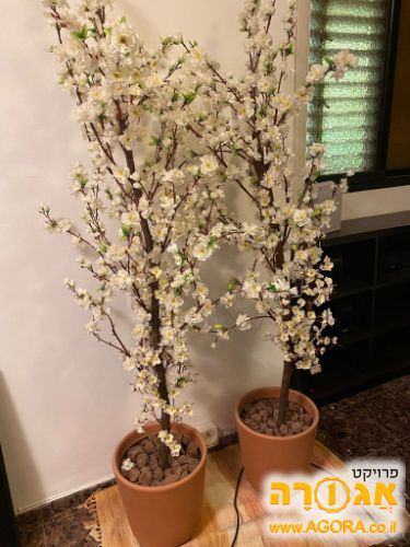 עציצי פלסטיק