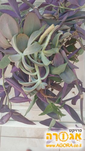 יחורים