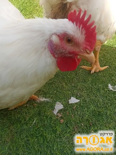 תרנגולים