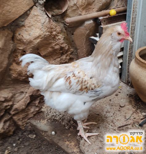 תרנגול ותרנגולת