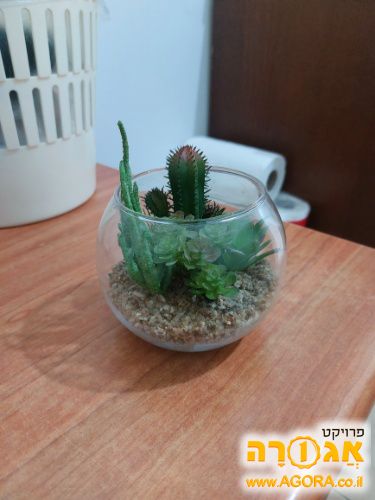עציץ קקטוסים פלסטיק