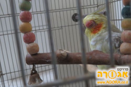 תוכי