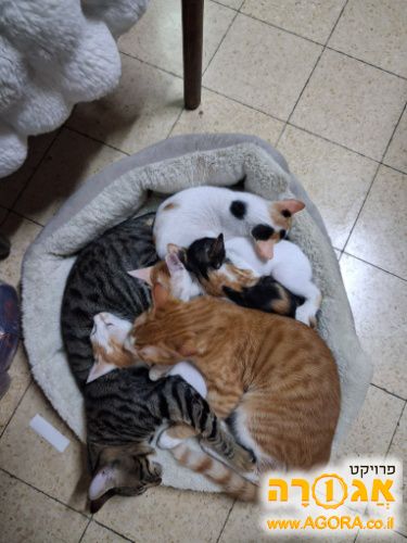 חתול