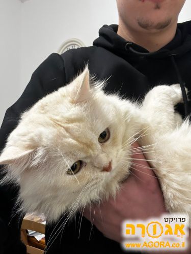 חתול