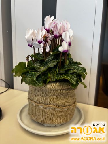 רקפת