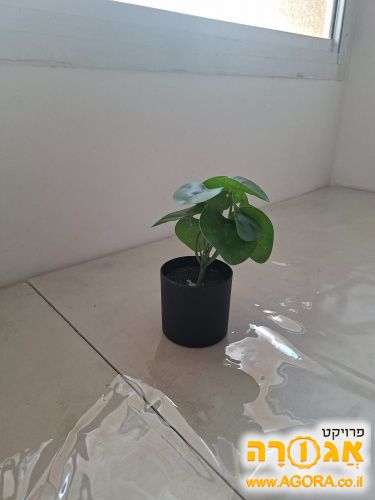 עציץ