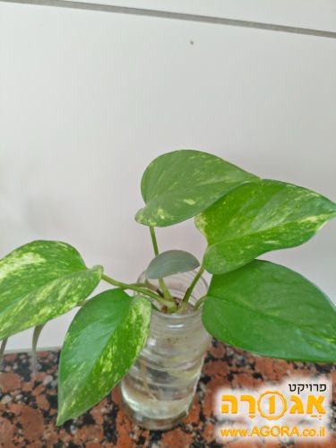 ייחור של פוטוס