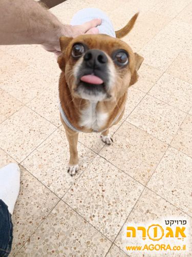 כלב