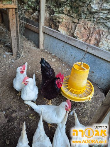 שני תרנגולים זכרים