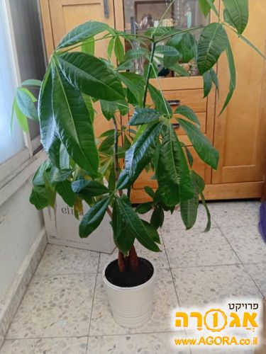 צמח pachira aquatica