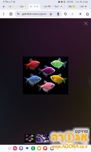 דגים