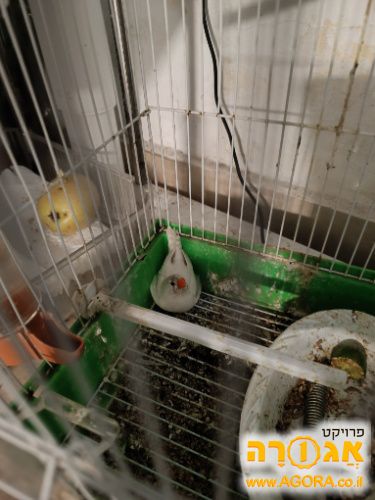 פינקית נקבה