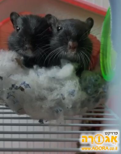 שני גרבילים שחורים וחמודים (זכרים)