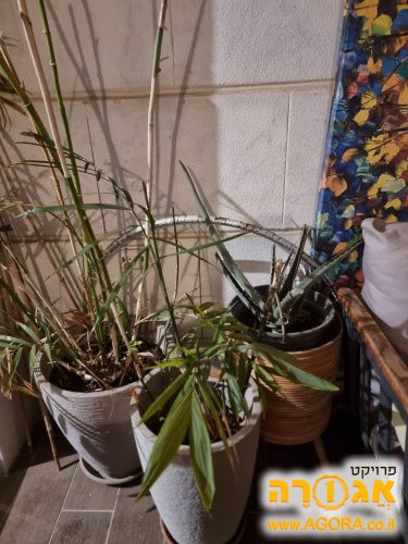 עציצים