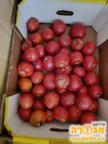 ארגז עגבניות