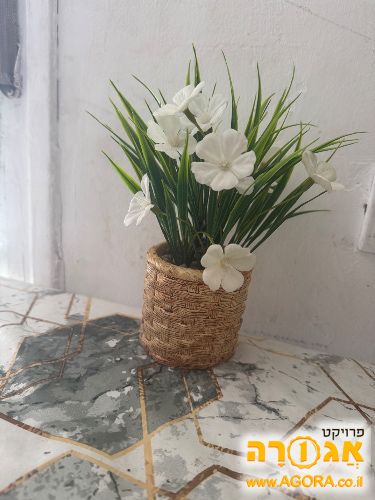 עציץ פרחים