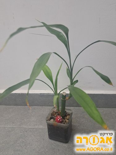 עציץ
