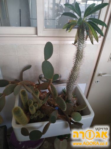 שלושה קקטוסים/סוקולנטים