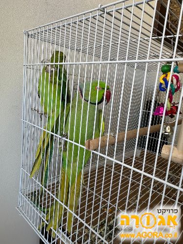 תוכים