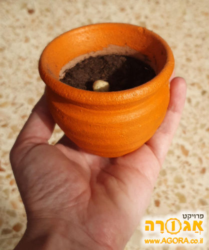 עציץ קטן