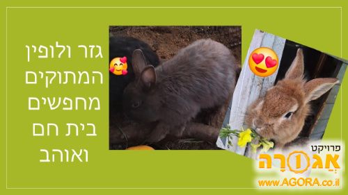 זוג ארנבות חמודות