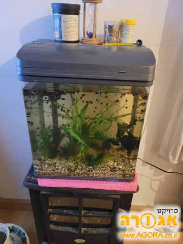 אקווריום עם דגים
