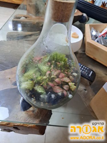 טרריום