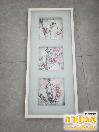 תמונת אורך מאיקיאה