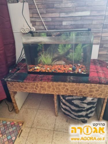אקווריום 🐟🐠🐡