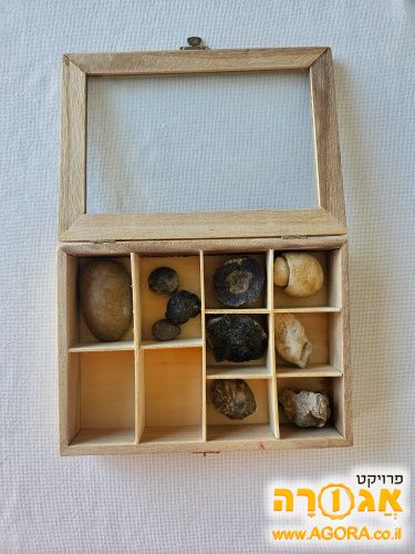מאובנים