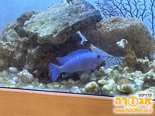 דג ציקליד כחול