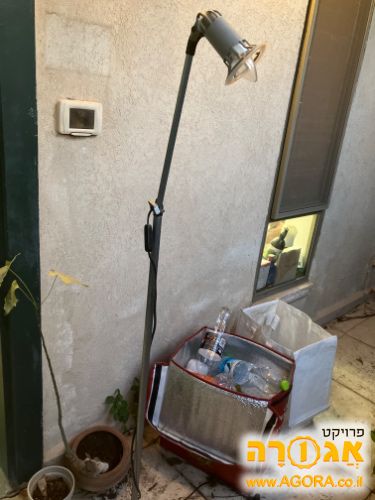 מנורה