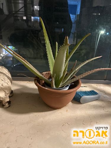 עציץ אלוורה