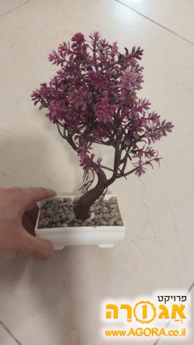 עציץ פלסטיק נוי קטן