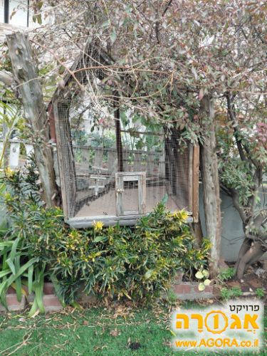 שובך ליונים או תוכים