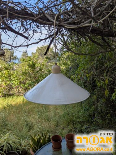 אהיל לבן