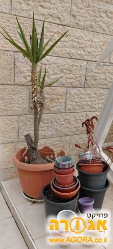 עציץ ומיכלים לעציצים