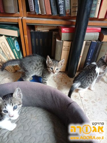 גורי חתולים
