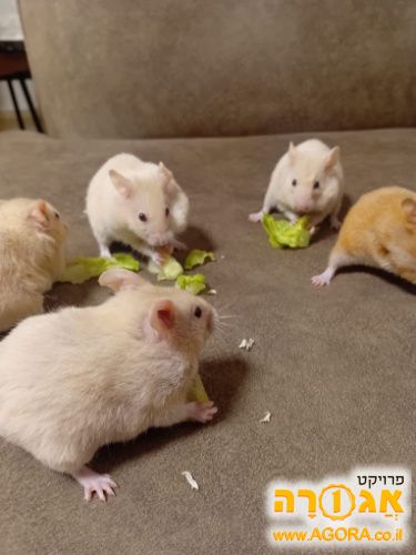 אוגרים