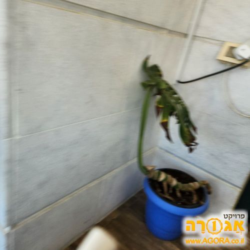 עציץ