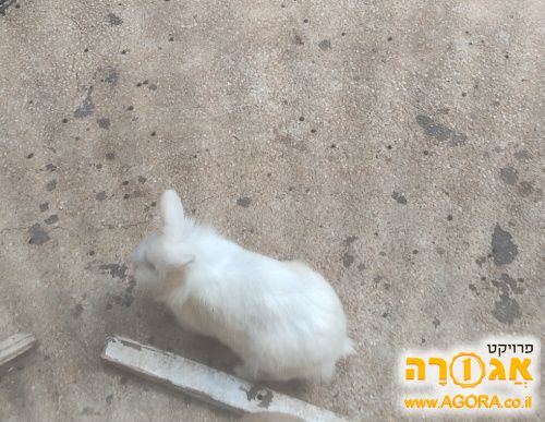 ארנבת ראש אריה