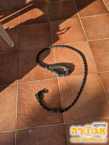 רצועה לכלב